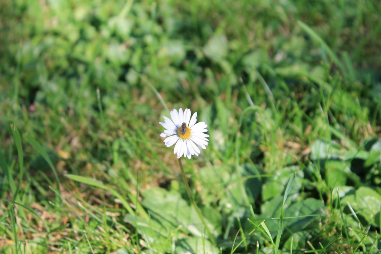 Yellow Dreamhouse Постойна Екстер'єр фото